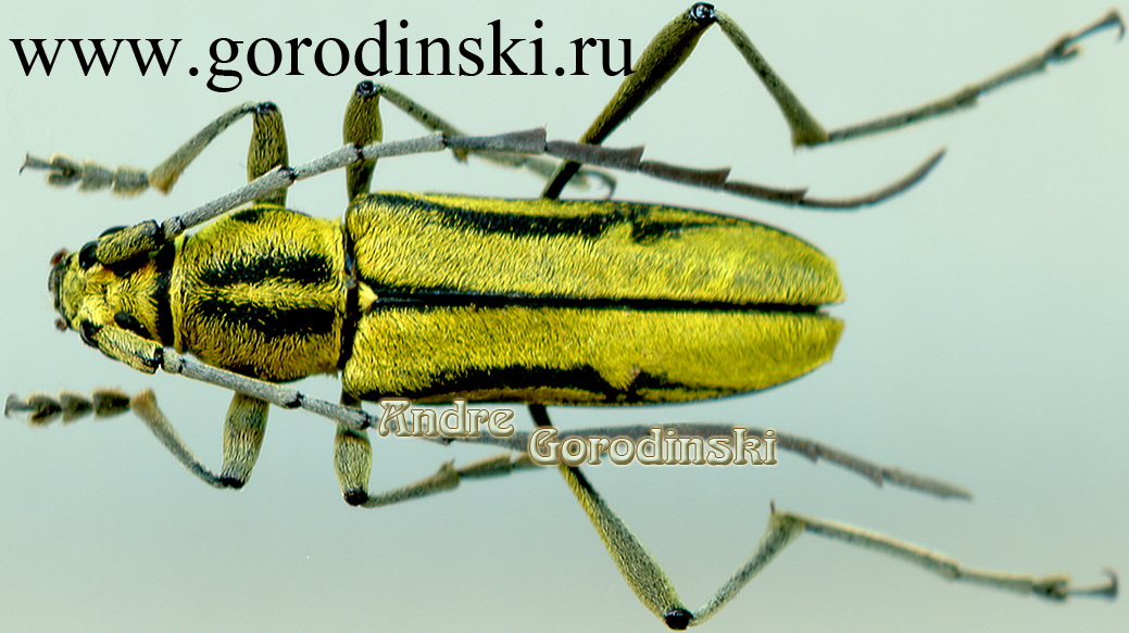 http://www.gorodinski.ru/cerambyx/Prothema aurata ssp..jpg